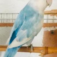 C.e.r.c.o inseparabile opalino blu pezzato