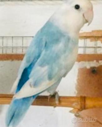 C.e.r.c.o inseparabile opalino blu pezzato