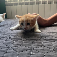 Gattini rossi e bianchi cucciolina