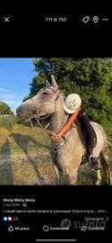 Cavallo