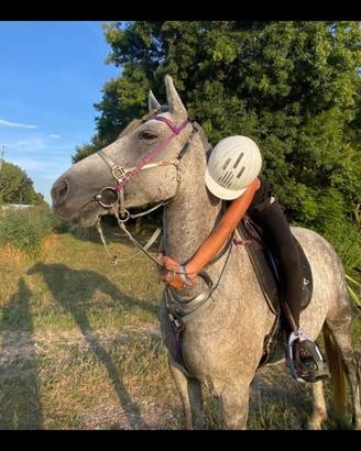 Cavallo