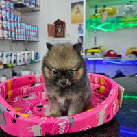 Spitz di pomerania carbonato