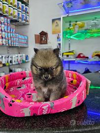 Spitz di pomerania carbonato