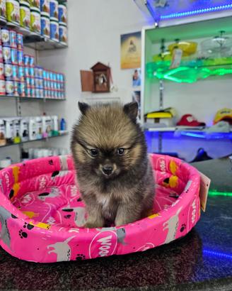 Spitz di pomerania carbonato
