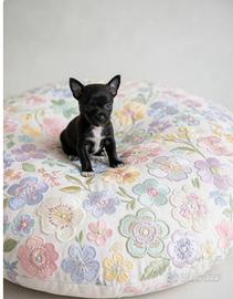 Chihuahua incrocio pincher toy femmina