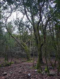 Scano Montiferru Terreno boschivo panoramico