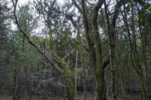Scano Montiferru Terreno boschivo panoramico