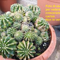 Pianta grassa cactacea Echinopsis tubiflora
