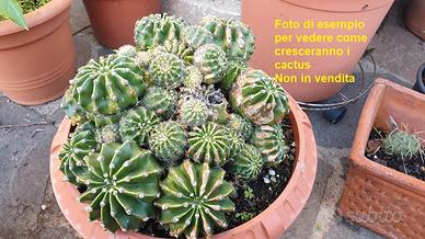 Pianta grassa cactacea Echinopsis tubiflora