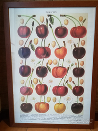 Riproduzione stampa antica, incorniciata (legno)