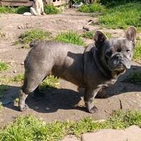 Femmina Bulldog francese blu