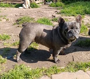Femmina Bulldog francese blu