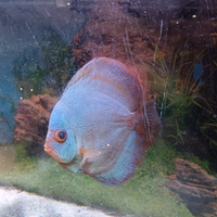 Pesce discus