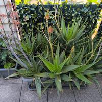 Panta Aloe