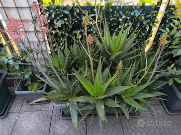 Panta Aloe