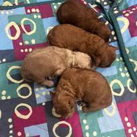 Cuccioli di barboncino nano