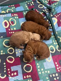 Cuccioli di barboncino nano