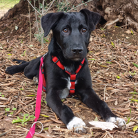 Cucciolo tenerissimo in adozione