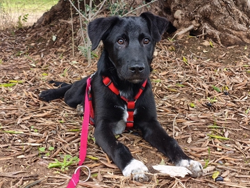 Cucciolo tenerissimo in adozione