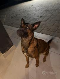 Malinois