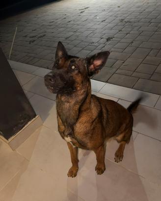 Malinois