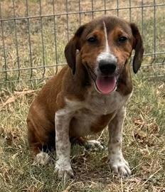 Maya - 3 mesi futura taglia media