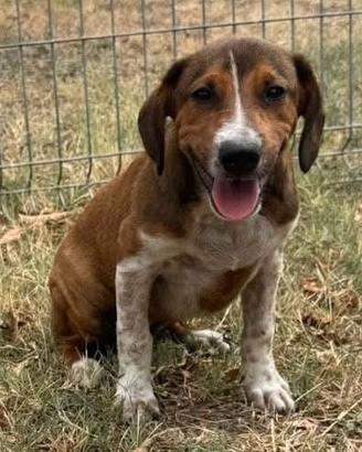 Maya - 3 mesi futura taglia media