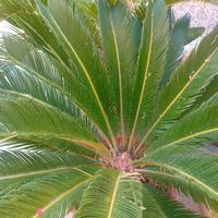 piante di cycas decennali in vaso 