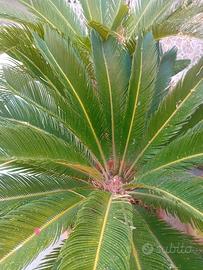 piante di cycas decennali in vaso 