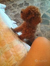 Cucciolo barboncino Toy