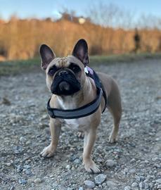 Bulldog francese con pedigree