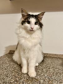 Gattina norvegese delle foreste