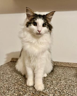 Gattina norvegese delle foreste