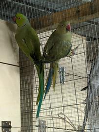 Pappagalli