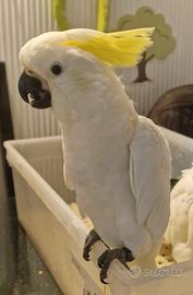 Cacatua Galerita Eleonora