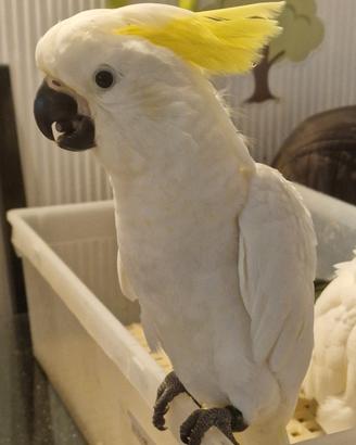 Cacatua Galerita Eleonora