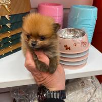 Spitz di Pomerania mini Toy femminuccia