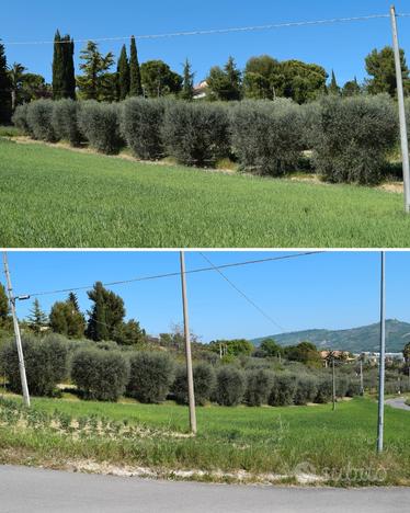 Terreno agricolo 5000 MQ con uliveto e immobile