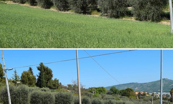 Terreno agricolo 5000 MQ con uliveto e immobile