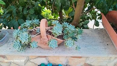 PIANTE GRASSE