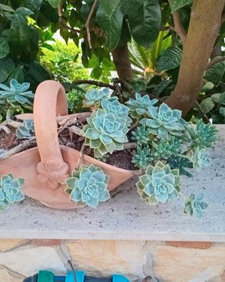 PIANTE GRASSE