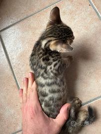 Gattini del Bengala meravigliosi
