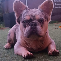 Bulldog francese FLUFFY per MONTE
