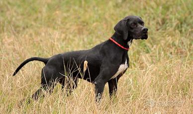 Pointer