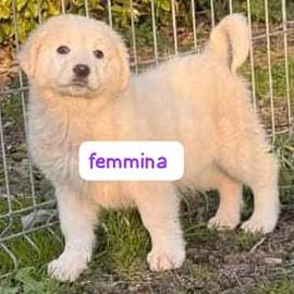 CUCCIOLI 3 MESI taglia media IN CANILE