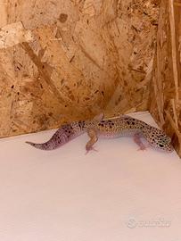 Geco leopardino