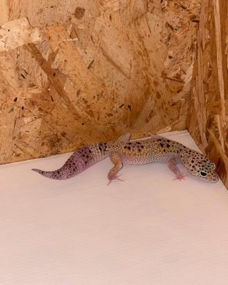 Geco leopardino