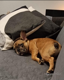 Bulldog francese