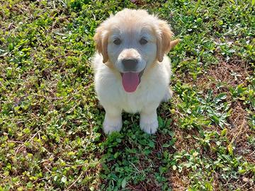 Golden Retriever Cucciolo