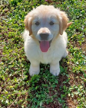 Golden Retriever Cucciolo
